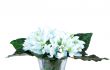 Bouquet of white  snowdrops