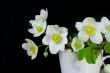 Bouquet of spring flowers