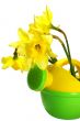 Narcissus in a watering can