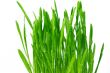 wheatgrass