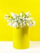 Bouquet of  white snowdrops