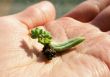 Small rostock on a palm