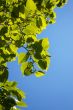 Leaves of a linden