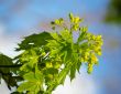 Green leaves of a  maple