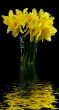 Bouquet of narcissuses in a transparent vase