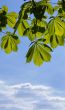 Leaves of a chestnut