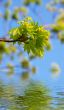 Young green leaves