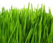  wheatgrass isolated