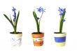 Three flowerpots with snowdrops