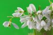 Bouquet of snowdrops