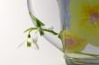 Bouquet of white snowdrops