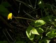 Yellow dandelion