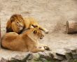 Lion and lioness have a rest