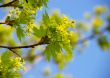 Leaves of a maple