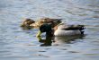 Two ducks float on blue water