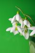 Bouquet  of a  snowdrops