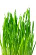 wheatgrass