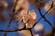 Branch of a blossoming tree