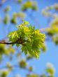 Young green leaves