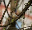 Sparrow sits on a branch