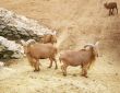 Wild mountain rams