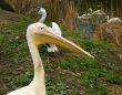 Group of pelicans