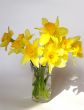 Bouquet of narcissuses in a vase