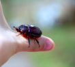 Beetle on a hand