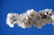 White flowers of apricot tree on a background blue  sky