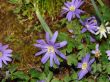 Flowers in the garden