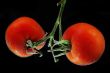 Tomatoes in water