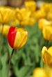 party-colored yellow & red tulip