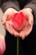red tulip in palms