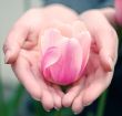 party-colored pink& white tulip in palms