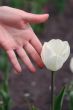 white tulip with hand