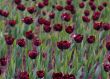 Red roses
