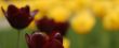 purple & yellow tulips