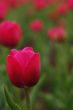 purple tulip