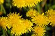 dandelions
