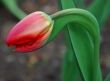 a small pink tulip bud bending