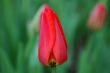 a small pink flower