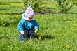 Gathering of dandelions on a glade 3