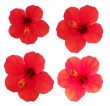 Four flowers of hibiscus