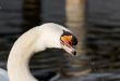 Swan
