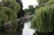 Willows over river Cam.