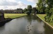 Flock of ducks on river Cam.