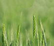 Wheat