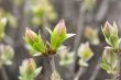Buds