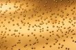 Bubbles