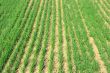 Field